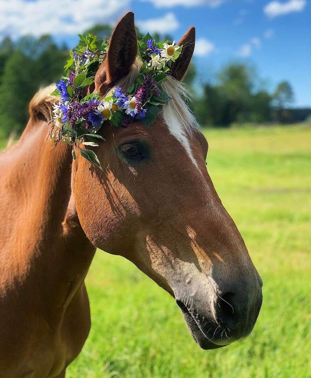 Grillkväll med BUS 13 juni