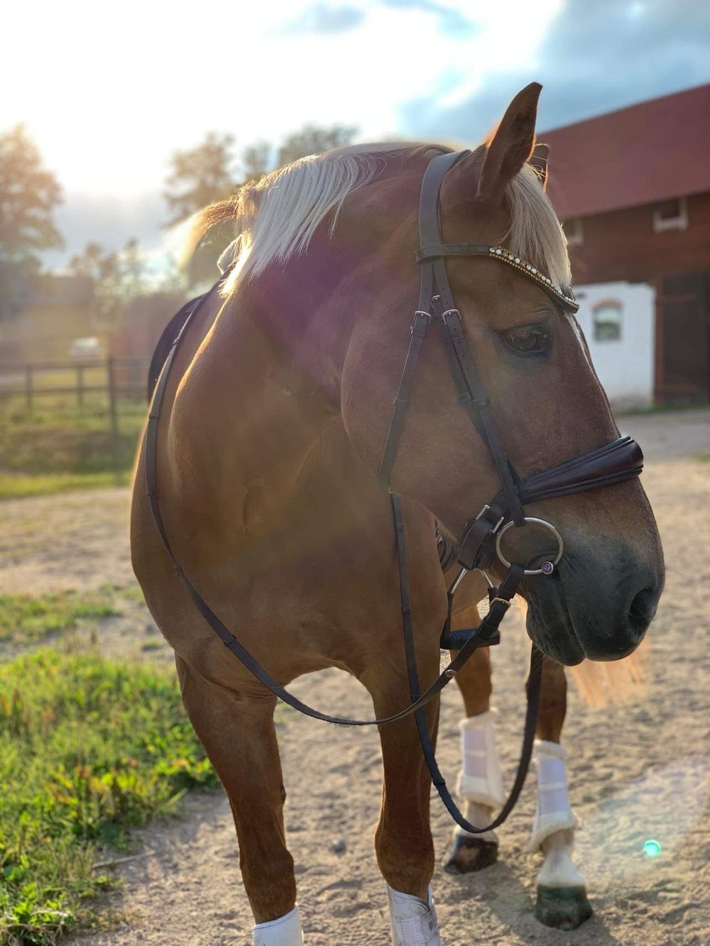 Dressyrträning BUS 26 maj 2026
